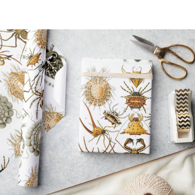 Arachnids by Haeckel vintage spider illustration  Wrapping Paper (Creator Uploaded)