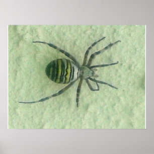 Araignee spider poster