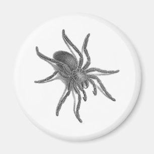 Aranea Avicularia, Black Cuban Spider Magnet