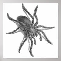 Aranea Avicularia, Black Cuban Spider