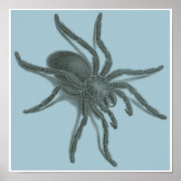 Aranea Avicularia, Black Cuban Spider