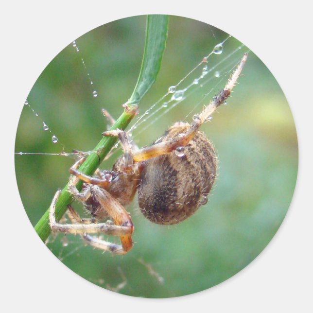 Araneus - Orb Weaver Spider Classic Round Sticker (Front)