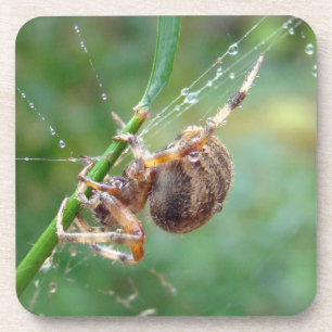 Araneus - Orb Weaver Spider Coaster