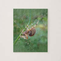 Araneus - Orb Weaver Spider