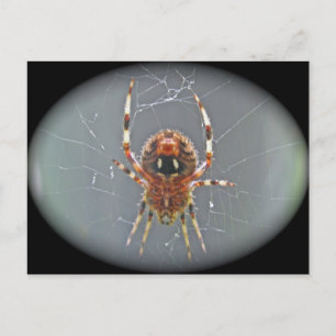 Araneus Orb Weaver Spider Postcard