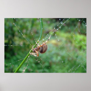 Araneus - Orb Weaver Spider Poster