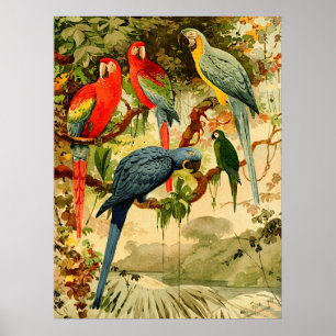 Aráras, Emil August Göldi  (1900-1906) Poster