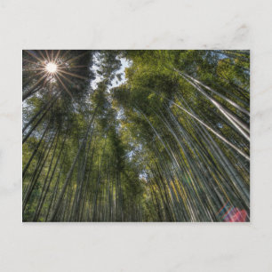 Arashiyama Bamboo Grove - Kyoto, Japan Postcard