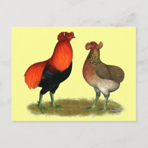Araucana Red Pair Postcard