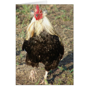 Araucana Rooster