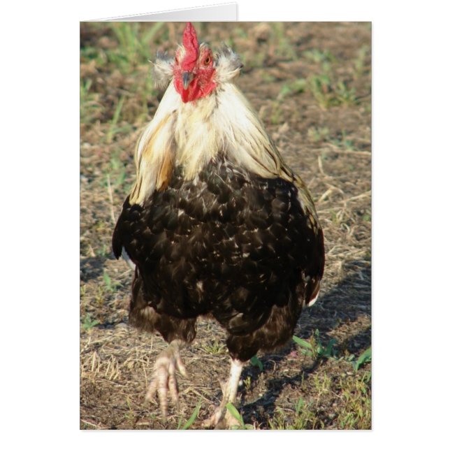 Araucana Rooster (Front)