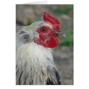 Araucana Rooster