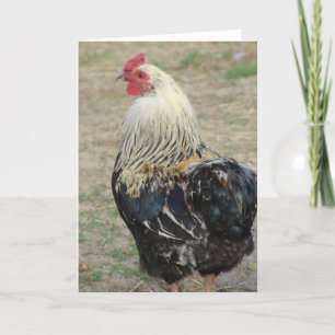 Araucana Rooster Card