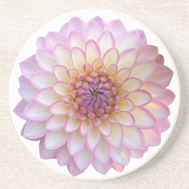 Arbatax Dahlia, Pink Flower Sandstone Coaster (Front)