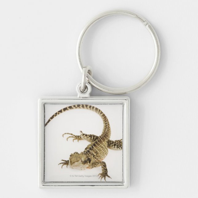 Arboreal agamid species native to Eastern 2 Key Ring (Front)