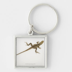 Arboreal agamid species native to Eastern Key Ring