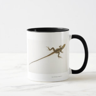 Arboreal agamid species native to Eastern Mug