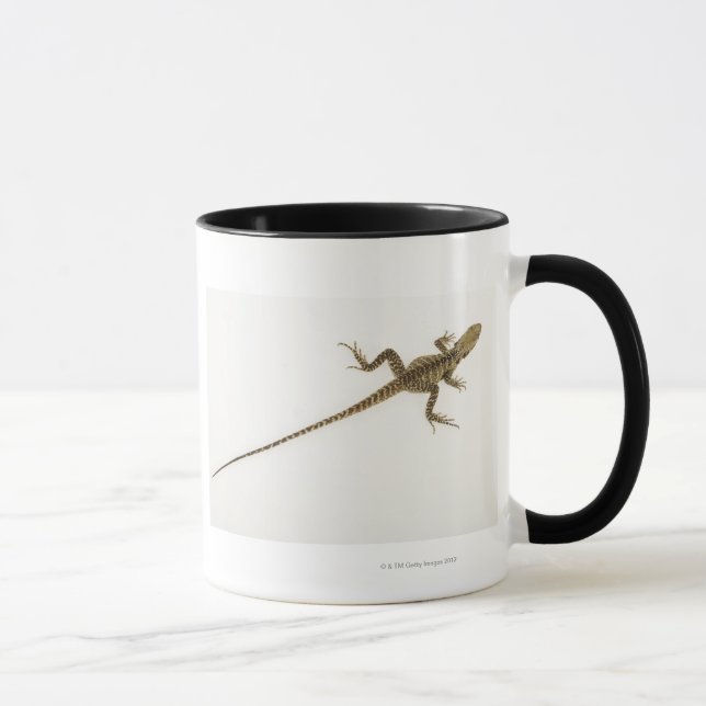Arboreal agamid species native to Eastern Mug (Right)
