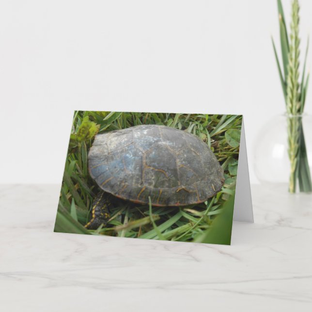 "Arboretum Painted Turtle" Easter Card (Front)