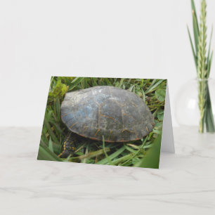 "Arboretum Painted Turtle" Get Well Card