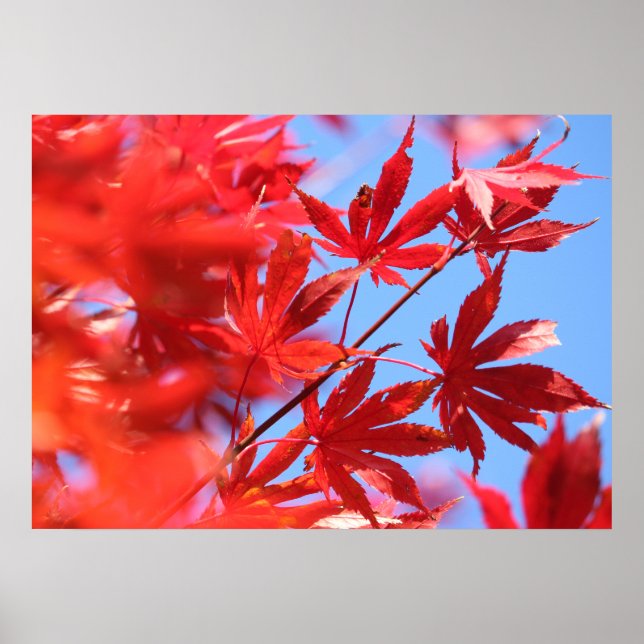 Arborist Fiery Fall Colour: Red Maple Leaves Poster (Front)