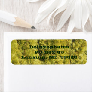 Arborvitae Evergreen Trees Return Address Label