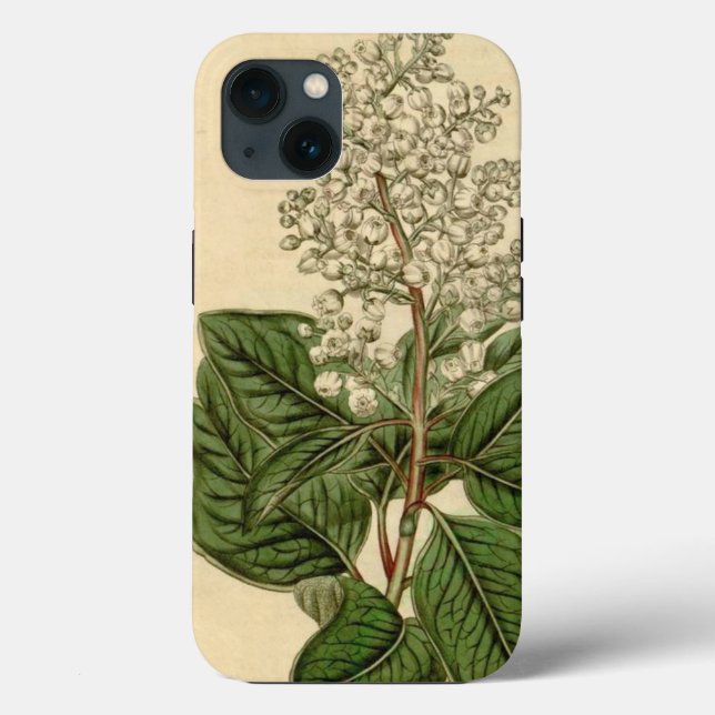Arbutus Menziesii iPhone Case (Back)
