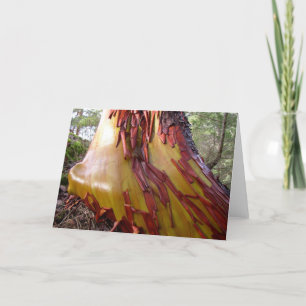 Arbutus Tree Card