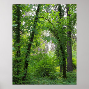 "Arch", Alder Tree Forest Poster