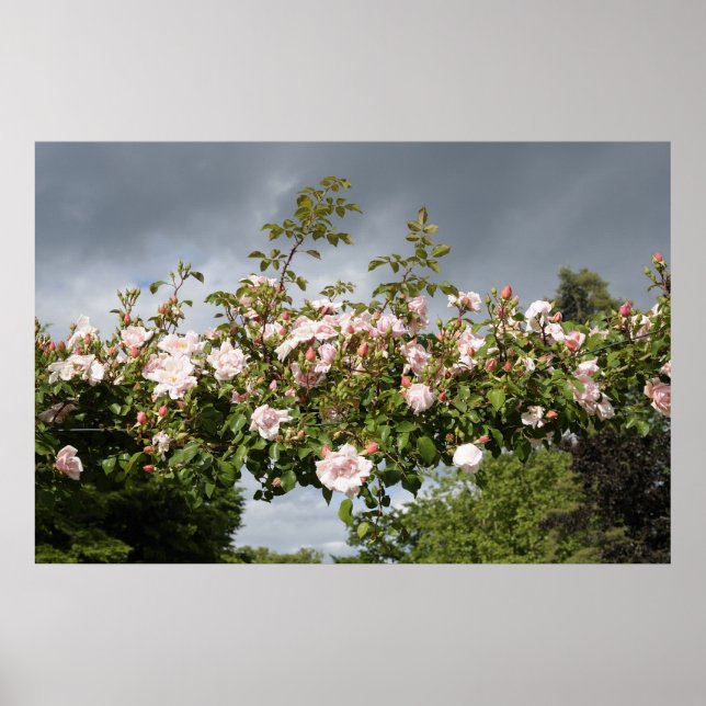 arch of roses poster (Front)