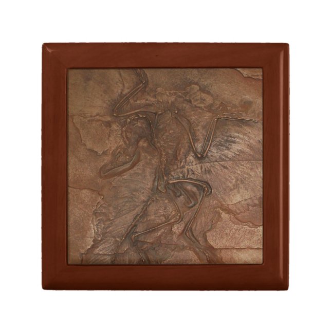 Archaeopteryx fossil - Gift box (Front)