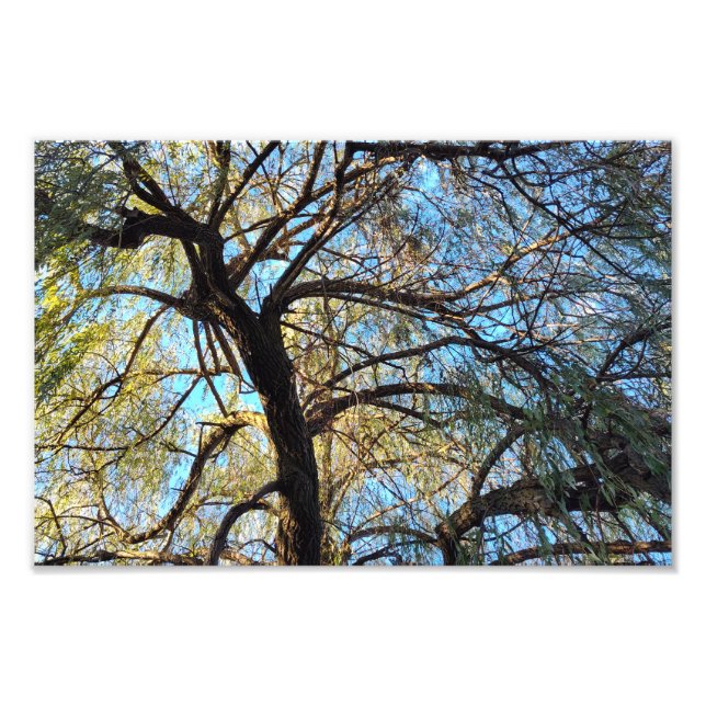 Arches of Light Photo Print (Front)