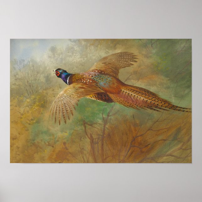 Archibald Thorburn Flying pheasant CC0087 Poster (Front)