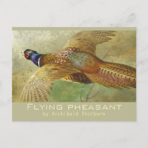 Archibald Thorburn Flying Pheasant CC0679 Postcard