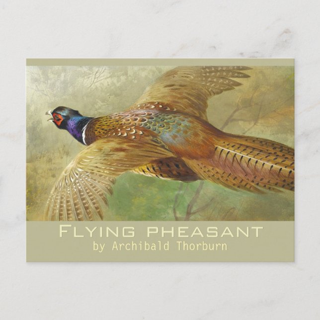 Archibald Thorburn Flying Pheasant CC0679 Postcard (Front)