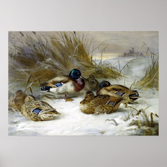 Archibald Thorburn Winter Landscape with Mallard Poster (Front)