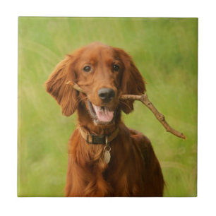 Archie Ceramic Tile