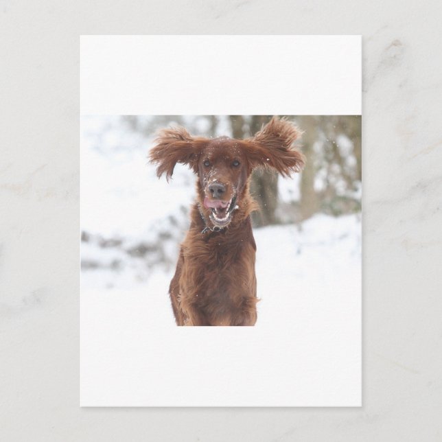 Archie II Postcard (Front)