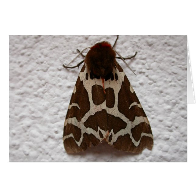 Arctia caja (Front Horizontal)