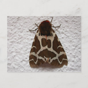 Arctia caja postcard