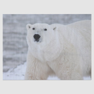 arctic bear tissue paper