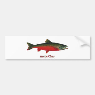 Arctic Char Illustration Bumper Sticker