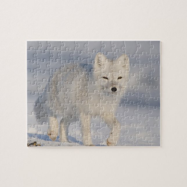 Arctic Fox, Alaska Jigsaw Puzzle (Horizontal)