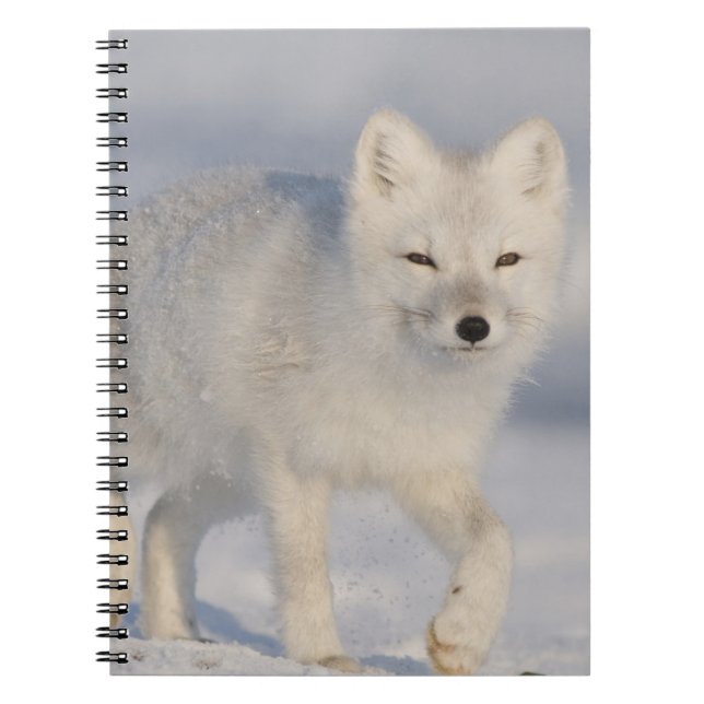 Arctic Fox, Alaska Notebook (Front)