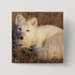 arctic fox, Alopex lagopus 15 Cm Square Badge