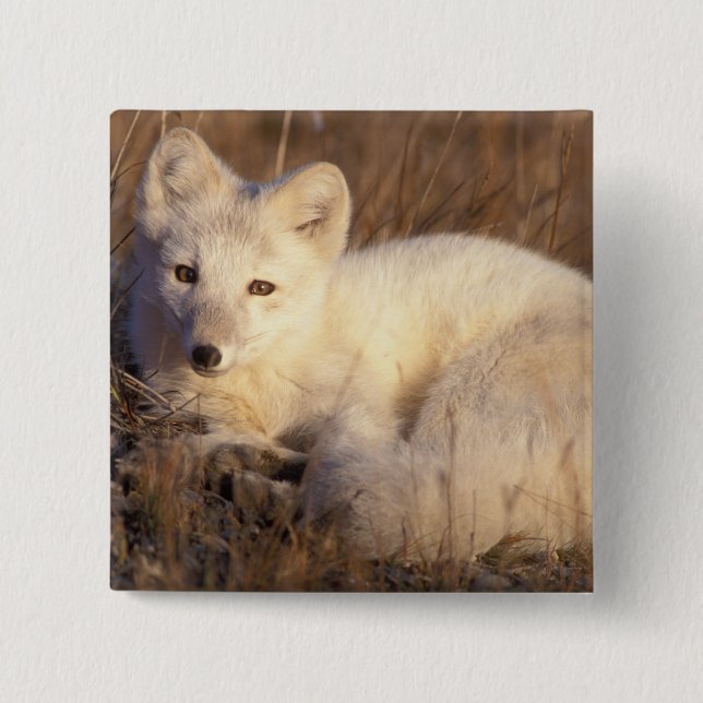 arctic fox, Alopex lagopus 15 Cm Square Badge (Front)