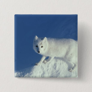 Arctic fox Alopex lagopus) An arctic fox 15 Cm Square Badge