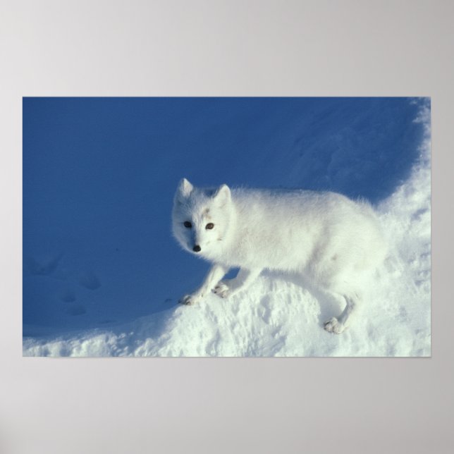 Arctic fox Alopex lagopus) An arctic fox, in Poster (Front)