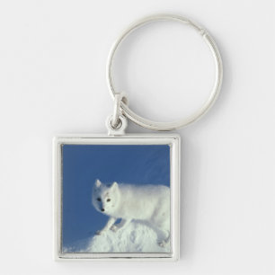 Arctic fox Alopex lagopus) An arctic fox Key Ring