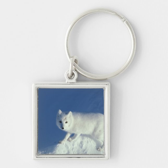 Arctic fox Alopex lagopus) An arctic fox Key Ring (Front)